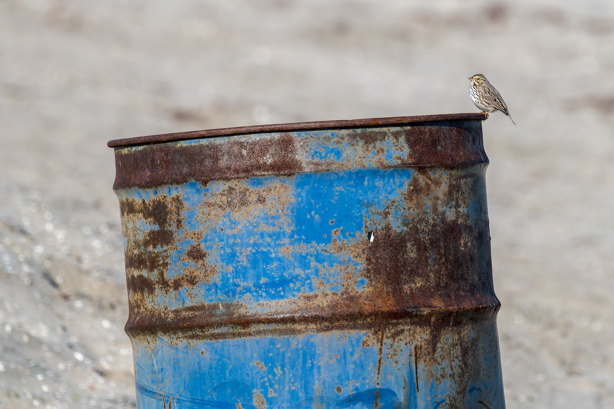 Grasammer - ML646166007