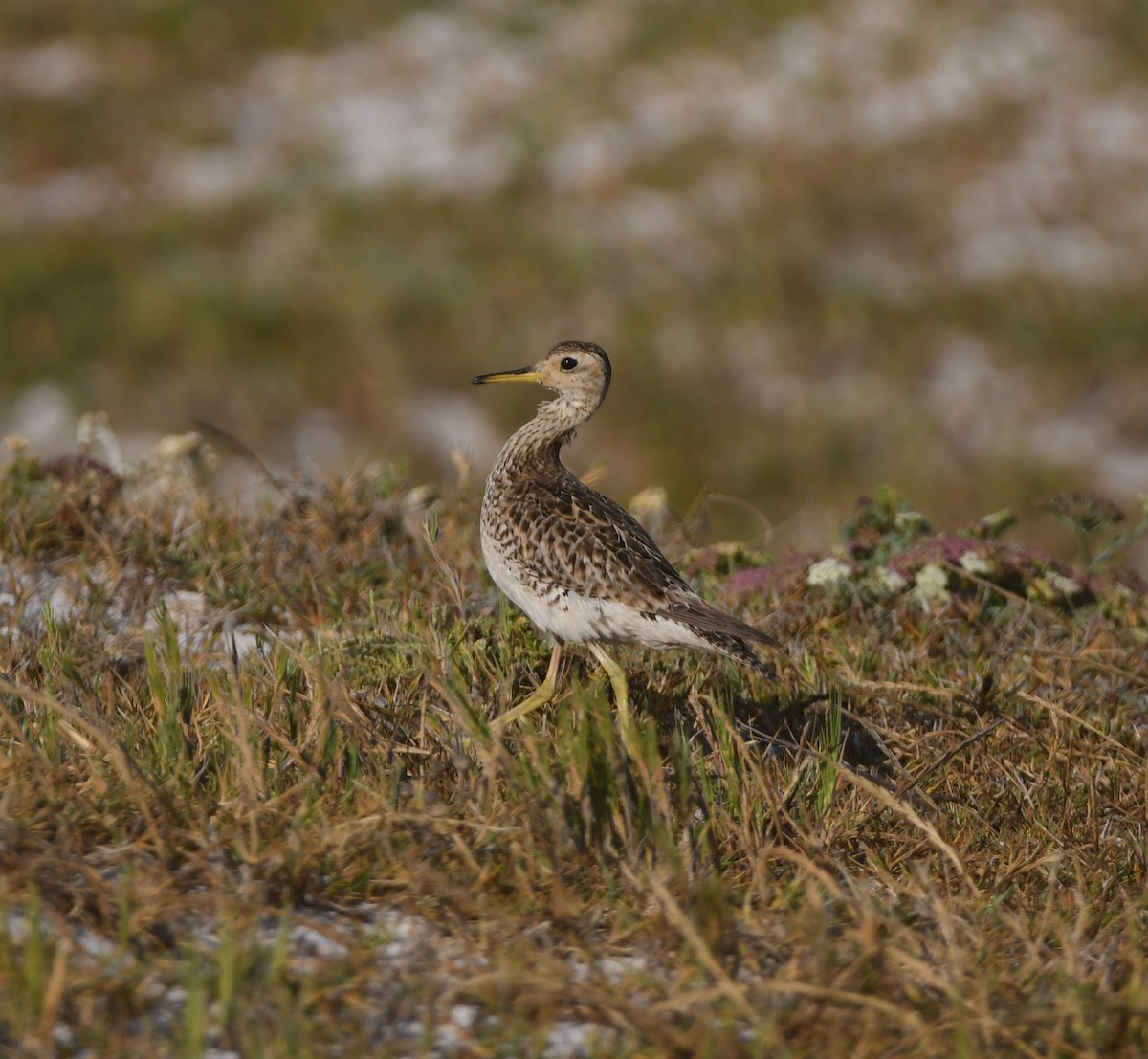 Upland Sandpiper - ML646166018