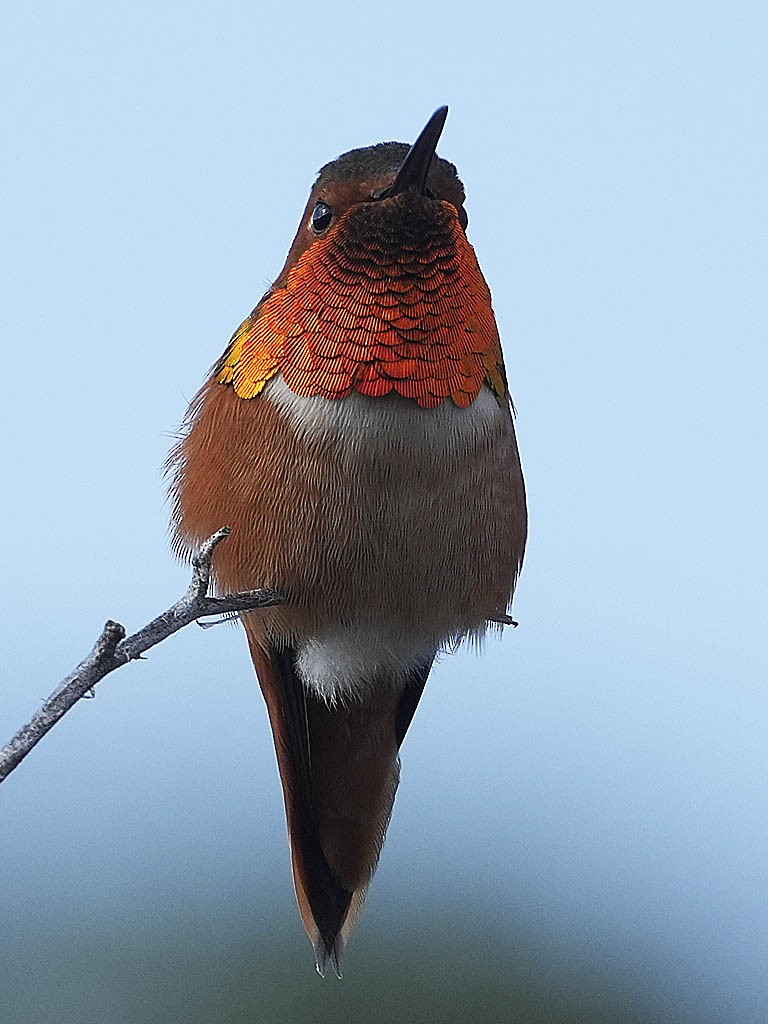 Allen's Hummingbird - ML646166024