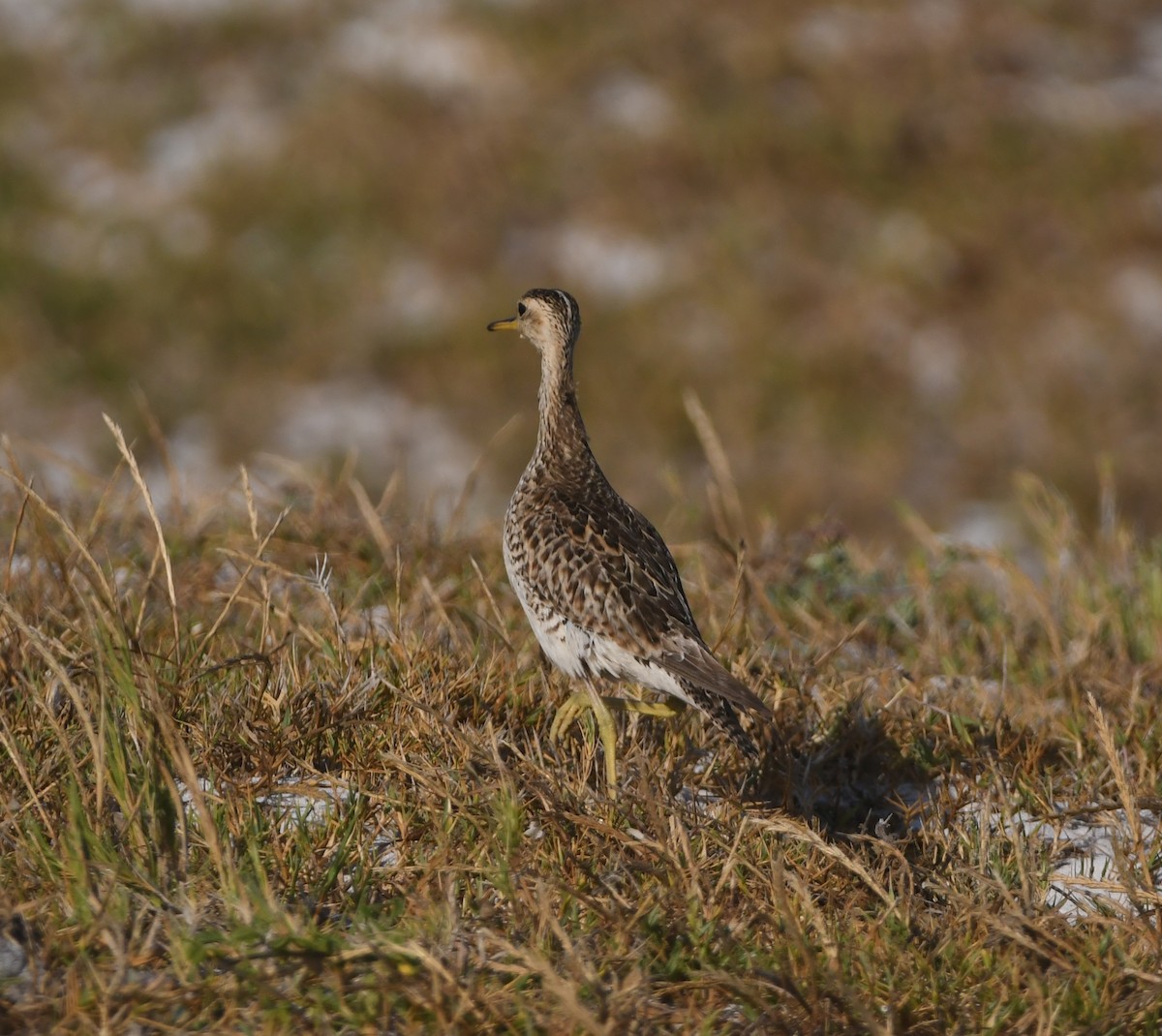 Upland Sandpiper - ML646166027