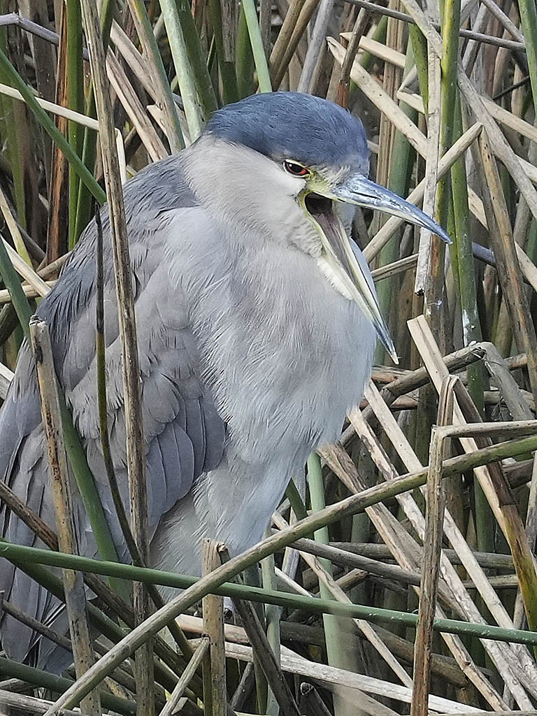 Black-crowned Night Heron - ML646166030