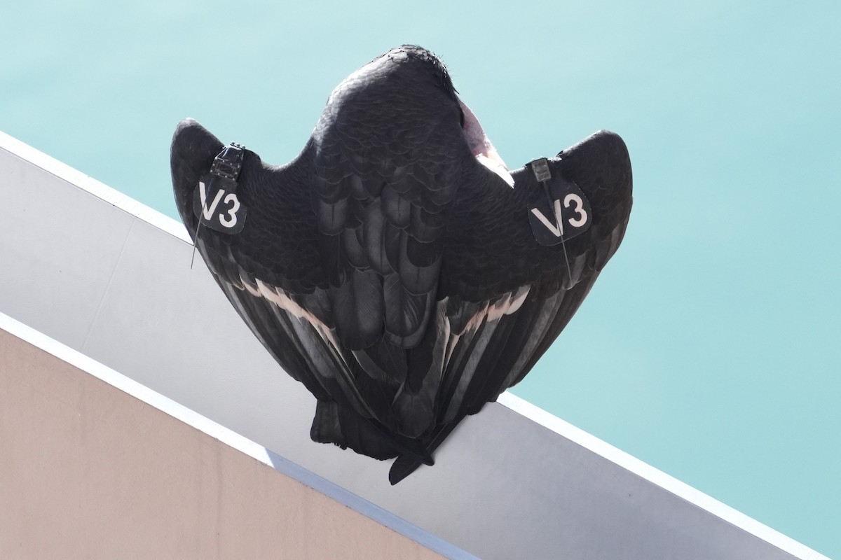 California Condor - ML646166031