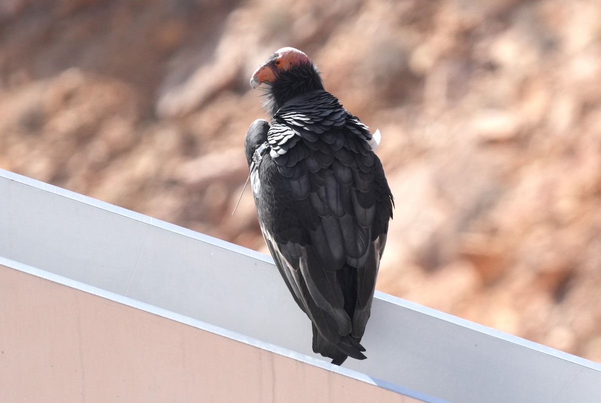 California Condor - ML646166032