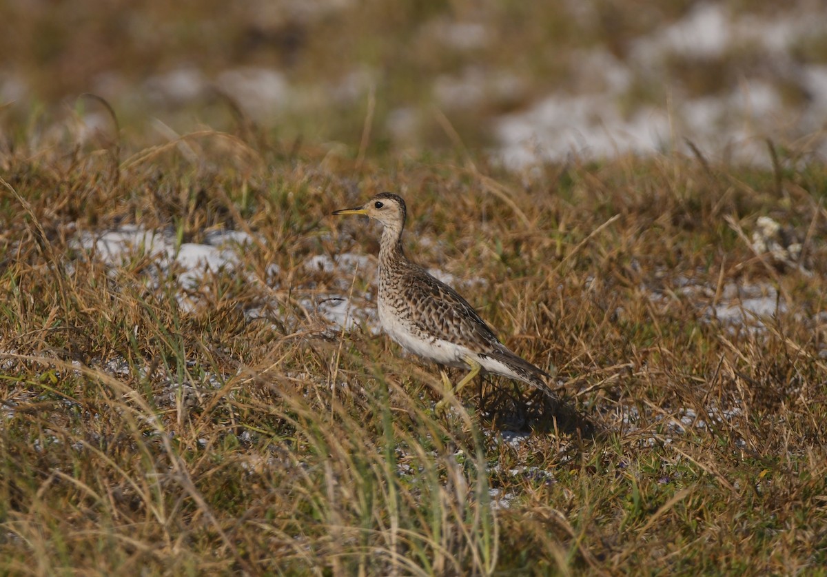Upland Sandpiper - ML646166035