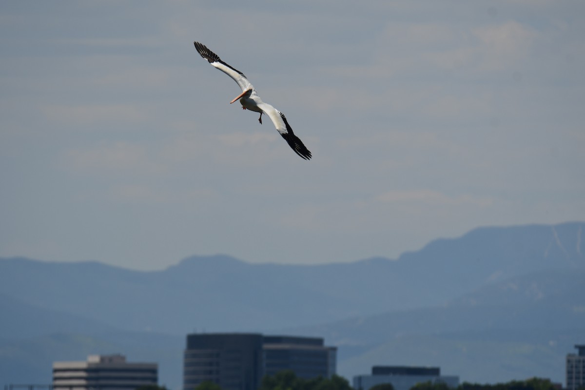 American White Pelican - ML646166037