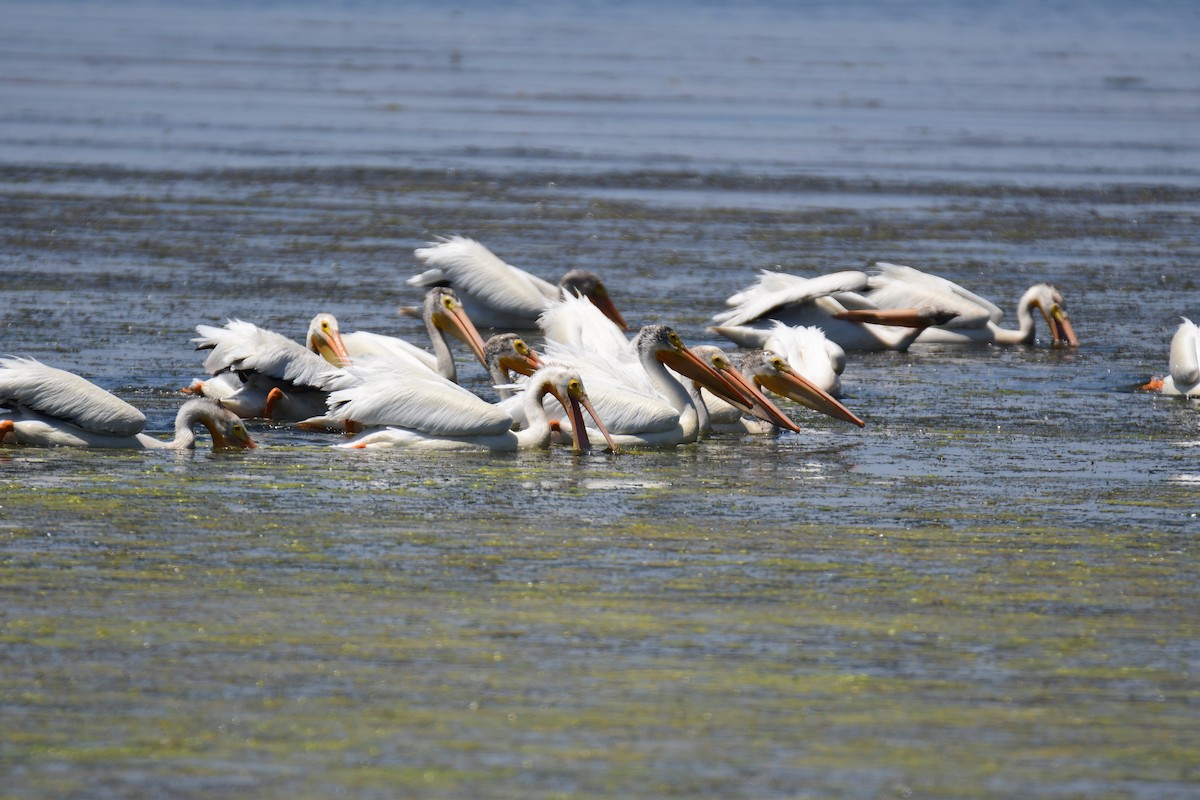American White Pelican - ML646166040