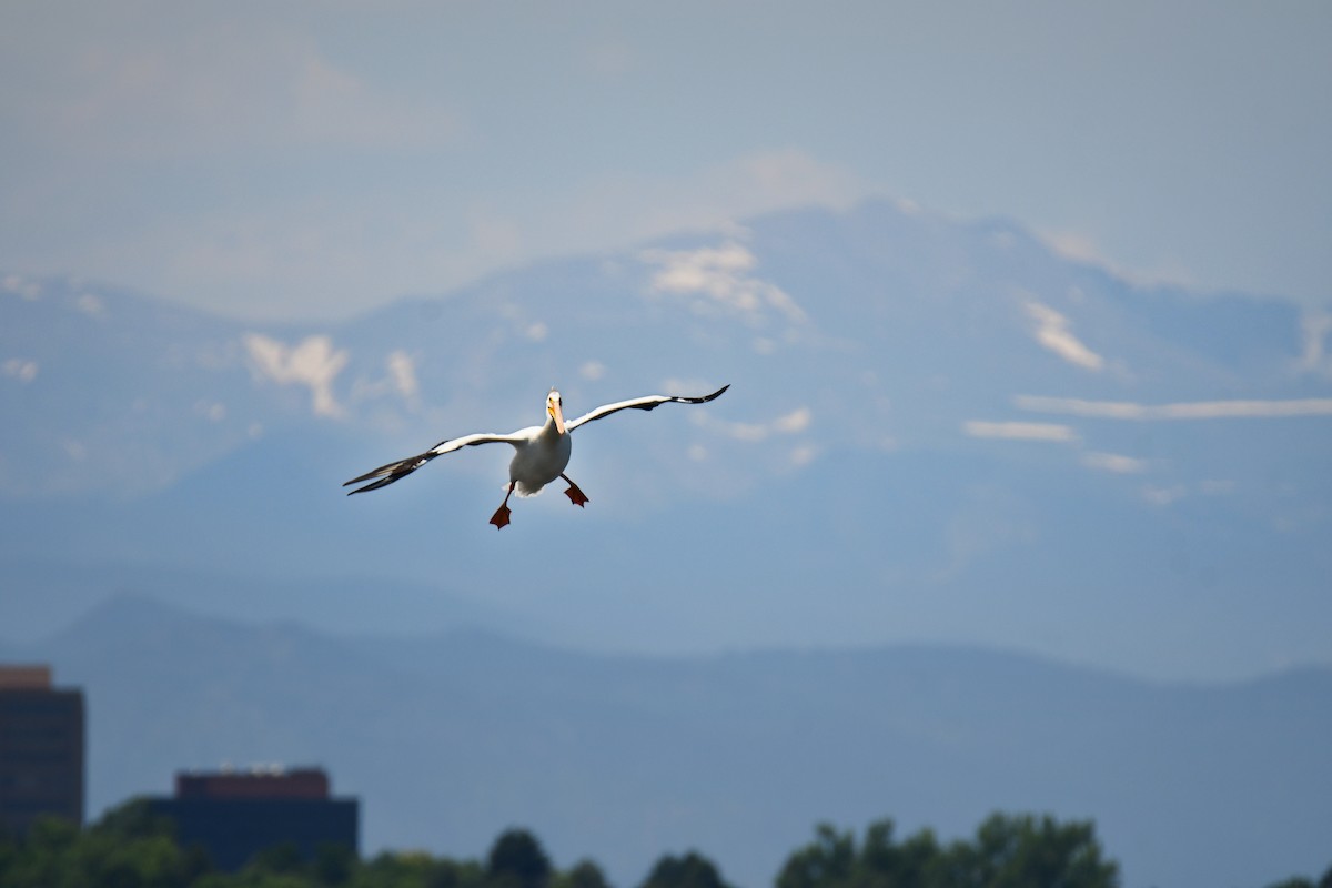 American White Pelican - ML646166042