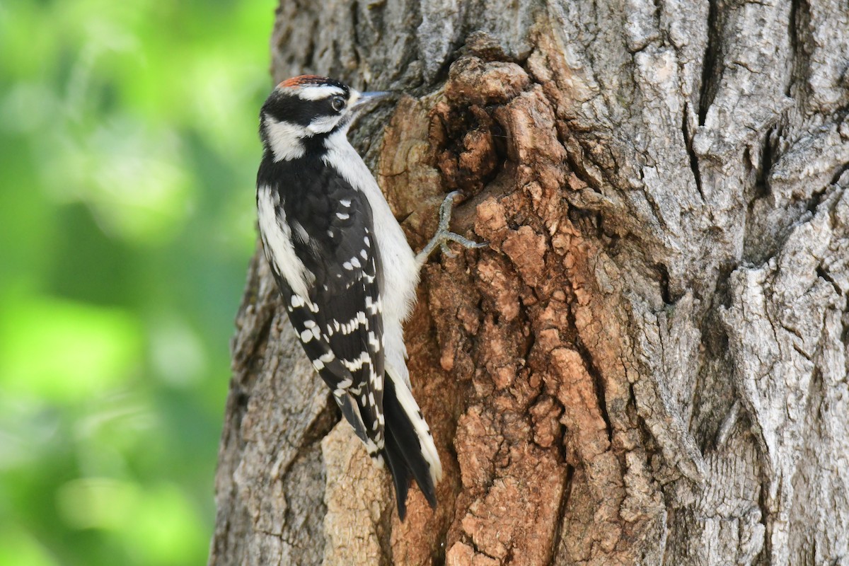 Downy Woodpecker - ML646166047
