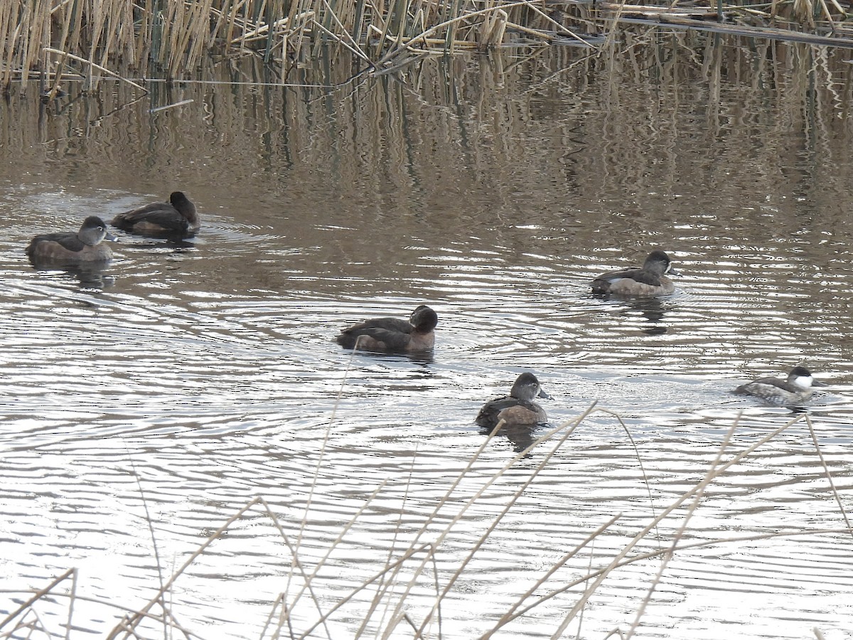 Porrón Acollarado - ML646166048