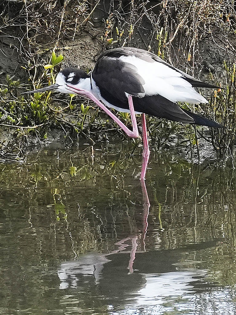 Black-necked Stilt - ML646166052