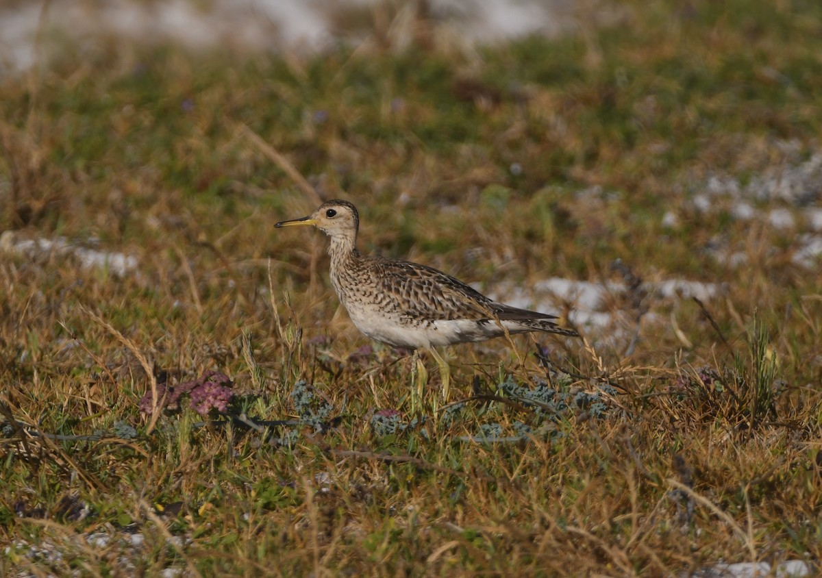 Upland Sandpiper - ML646166053