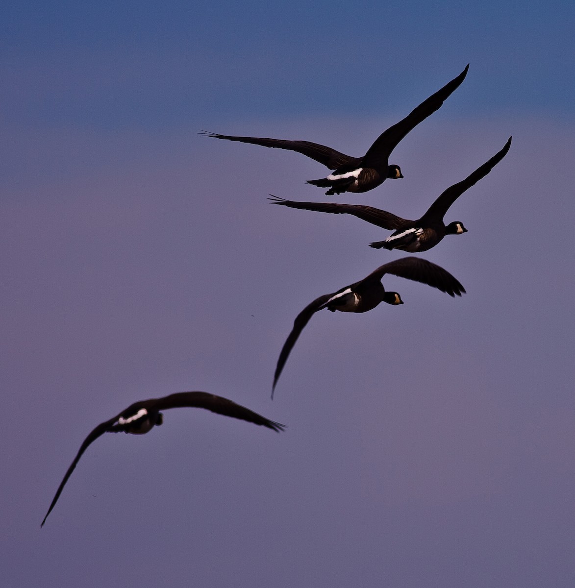 Branta kanadar handia - ML646166055