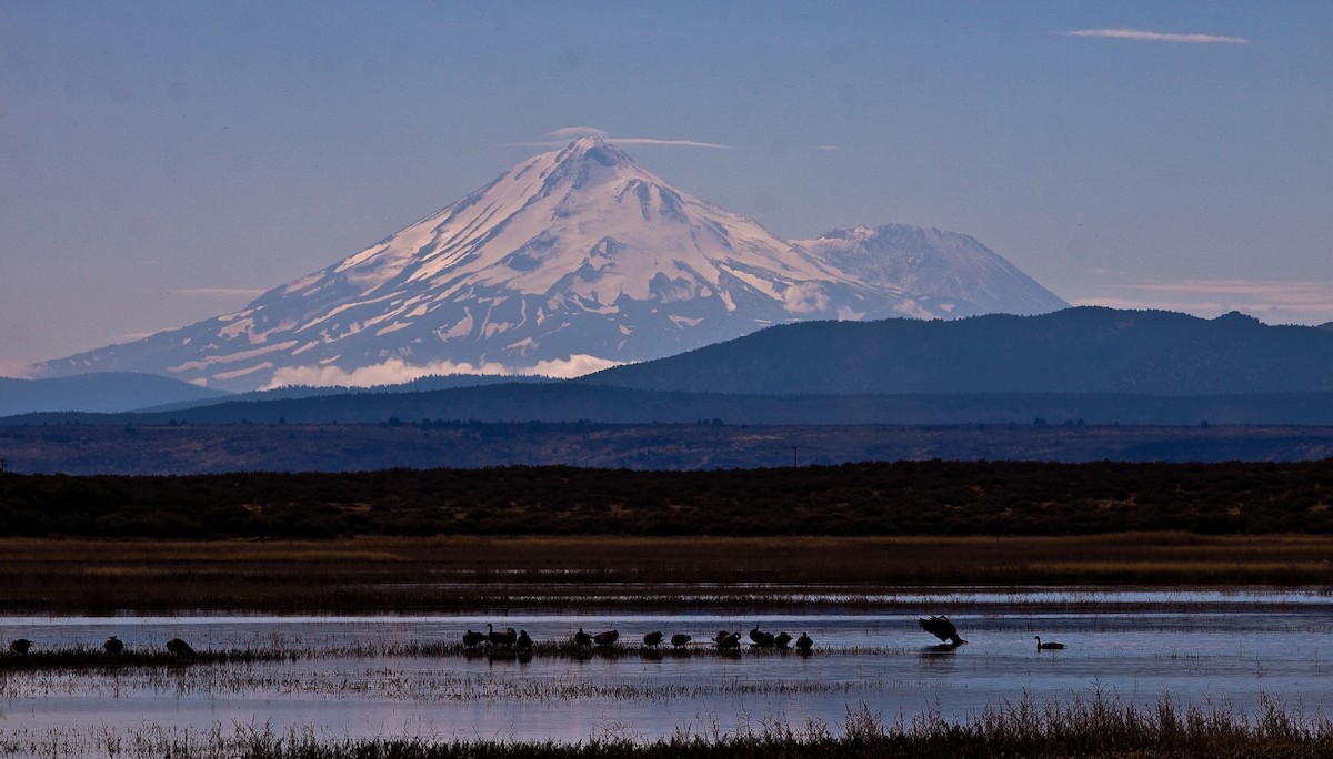 Barnacla Canadiense Grande - ML646166056
