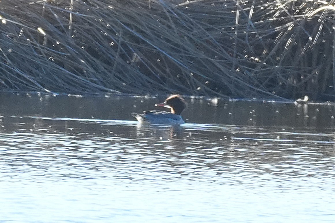 Serreta Grande - ML646166062