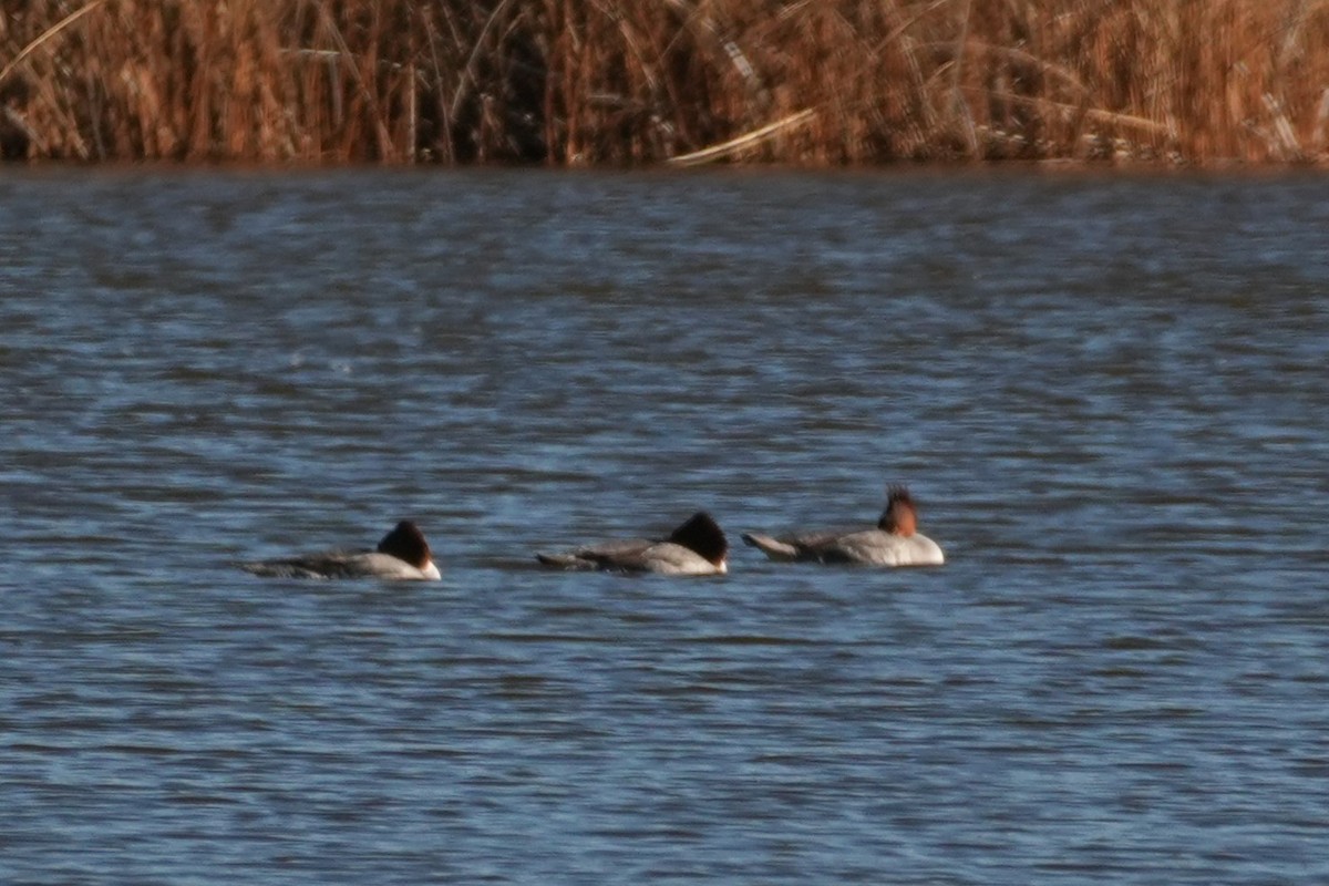 Serreta Grande - ML646166063