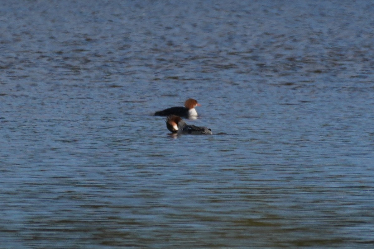 Serreta Grande - ML646166064