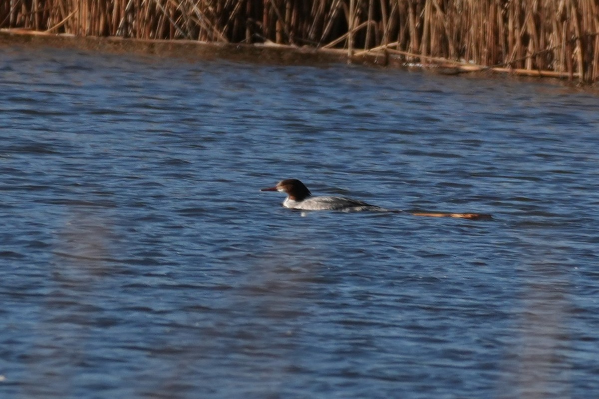 Serreta Grande - ML646166065