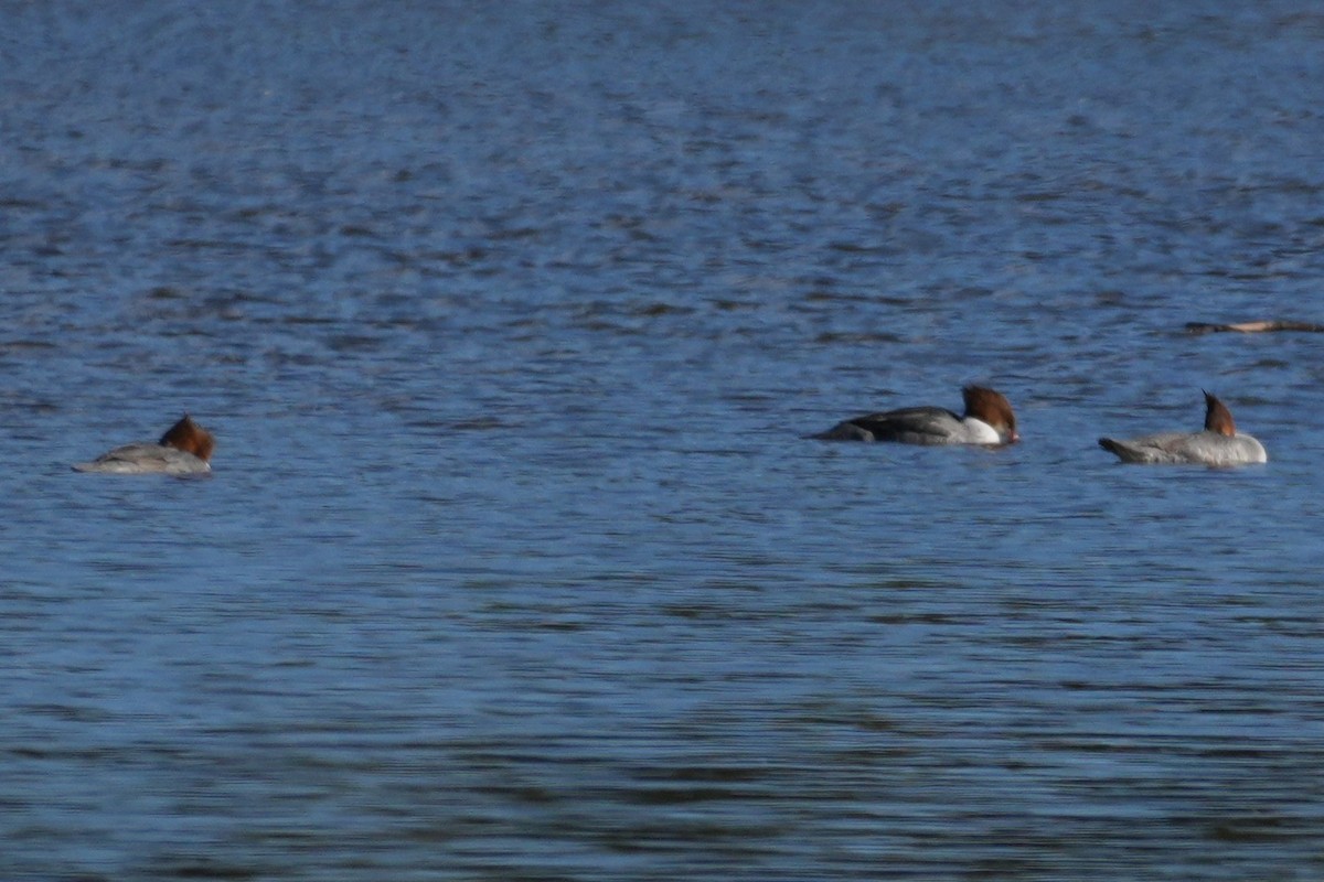 Serreta Grande - ML646166066