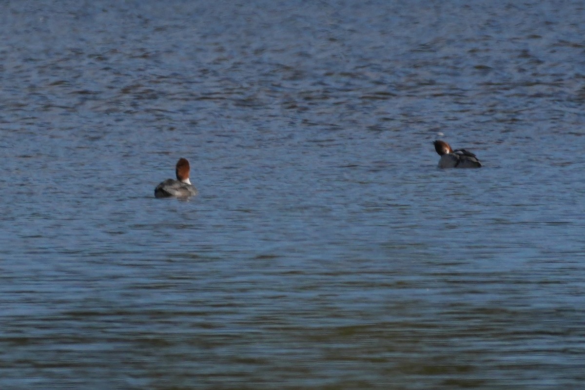 Serreta Grande - ML646166067