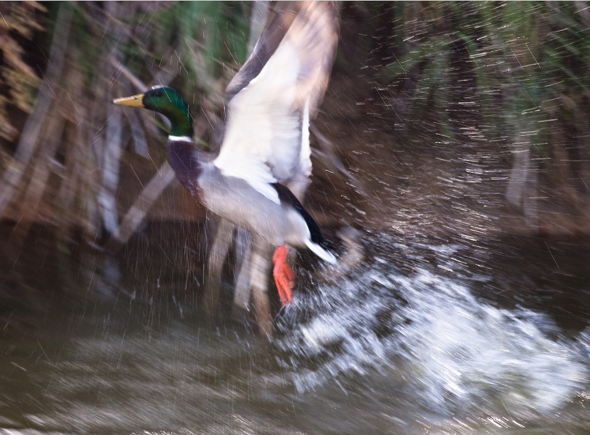 Ánade Azulón - ML646166068