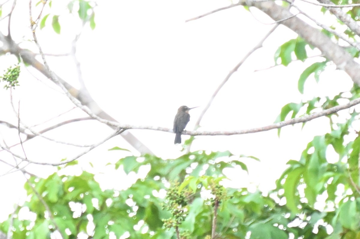 Jacamará Pardo - ML646166069