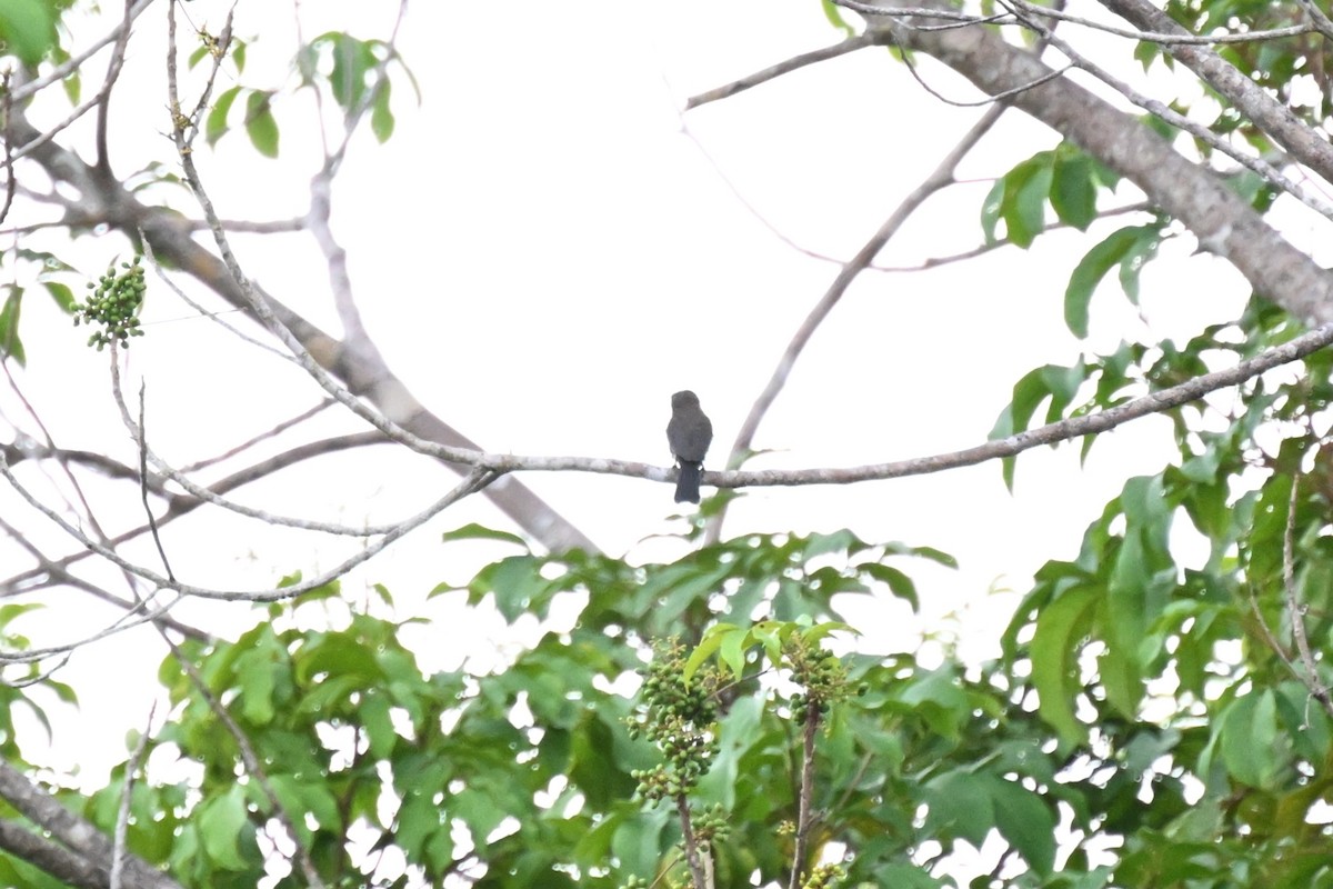 Jacamará Pardo - ML646166070