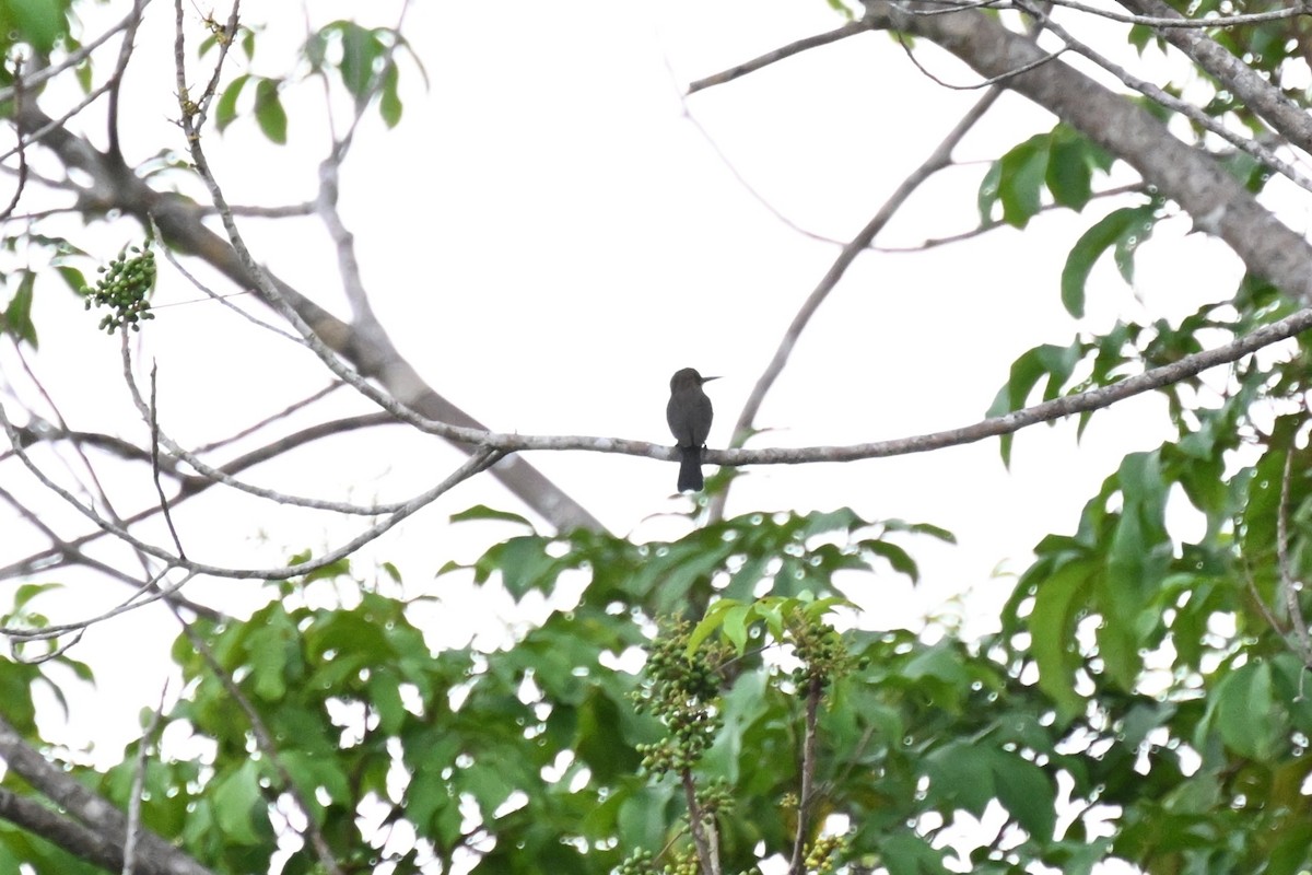 Jacamará Pardo - ML646166071