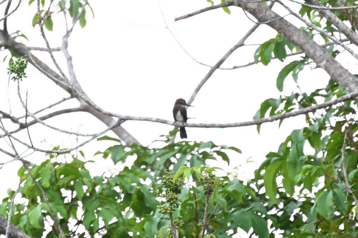 Jacamará Pardo - ML646166072