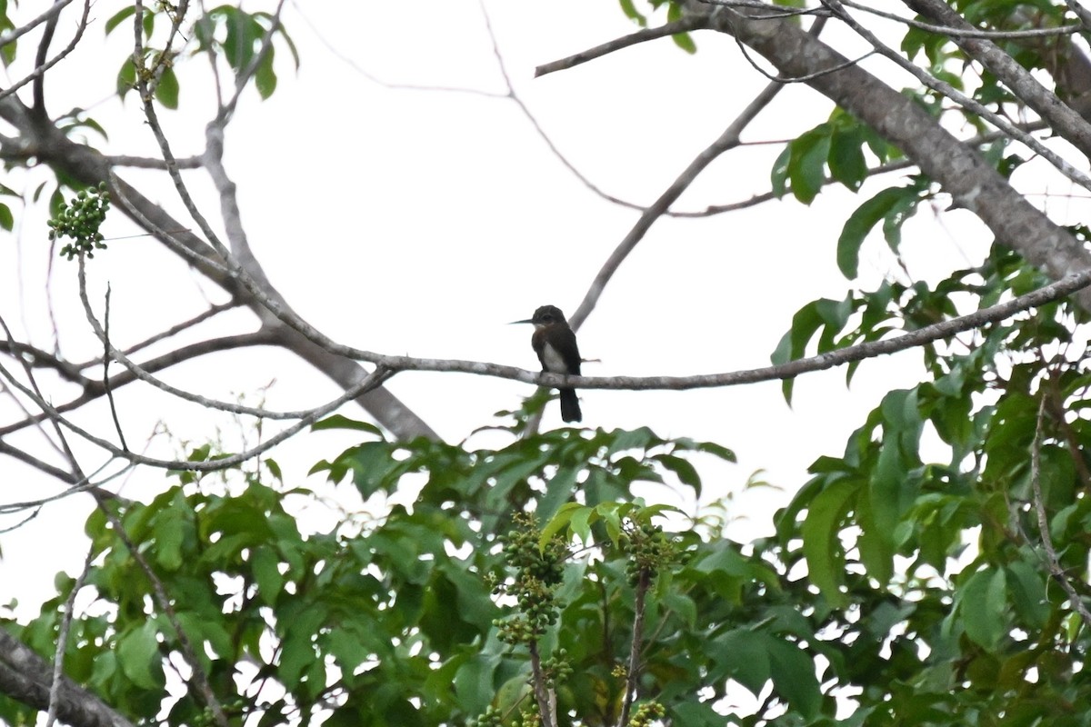 Jacamará Pardo - ML646166073