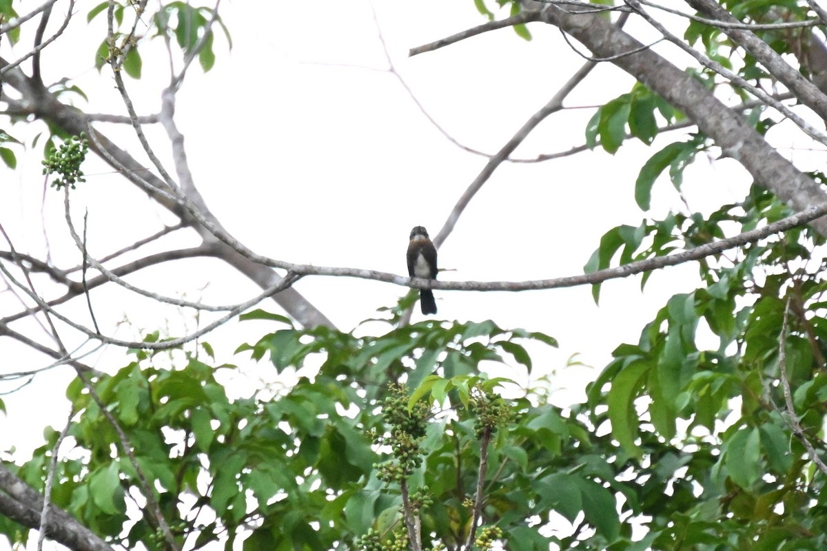 Jacamará Pardo - ML646166074