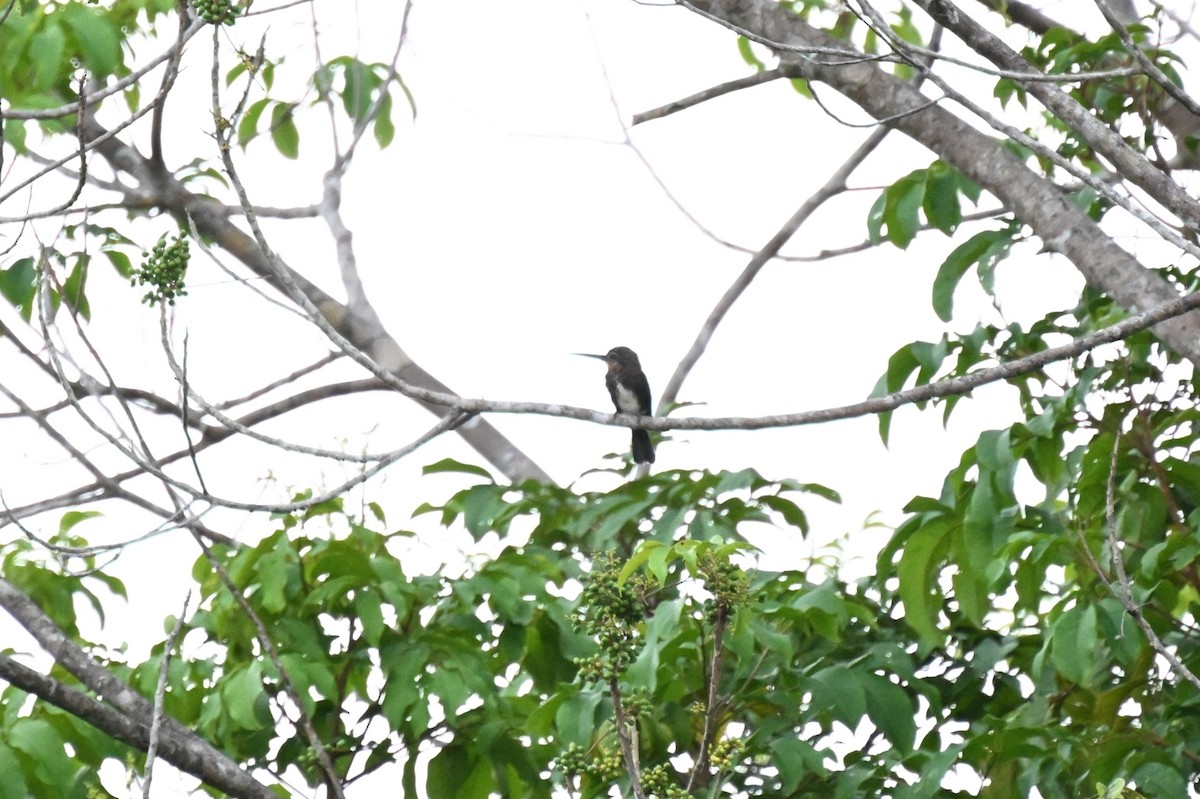 Jacamará Pardo - ML646166075