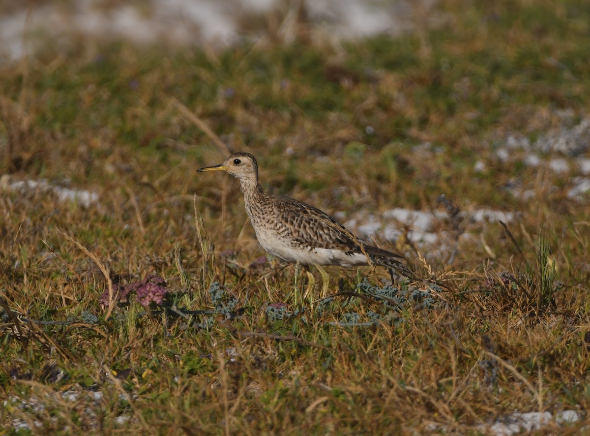 Upland Sandpiper - ML646166076