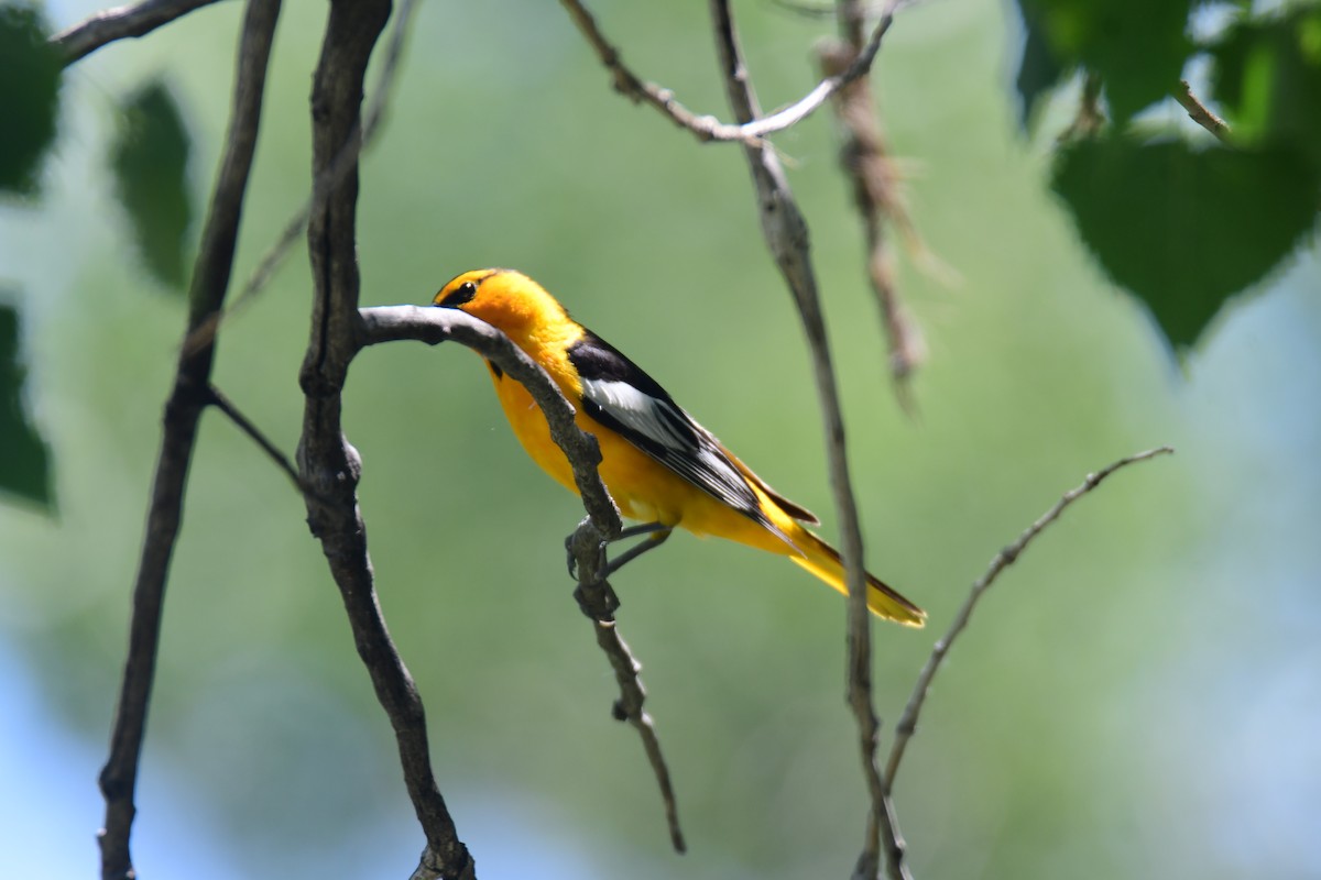 Turpial de Bullock - ML646166077