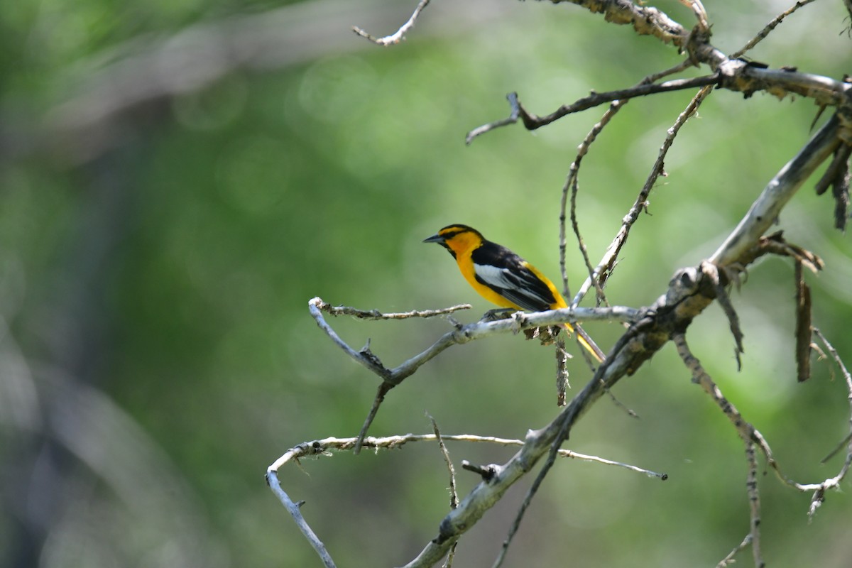 Turpial de Bullock - ML646166078