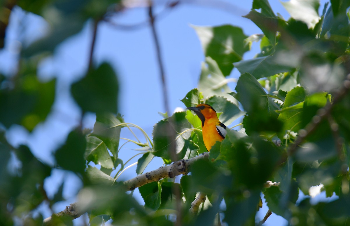 Turpial de Bullock - ML646166079