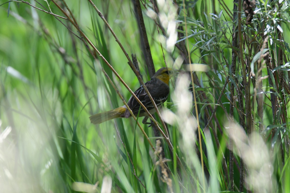 Turpial de Bullock - ML646166080