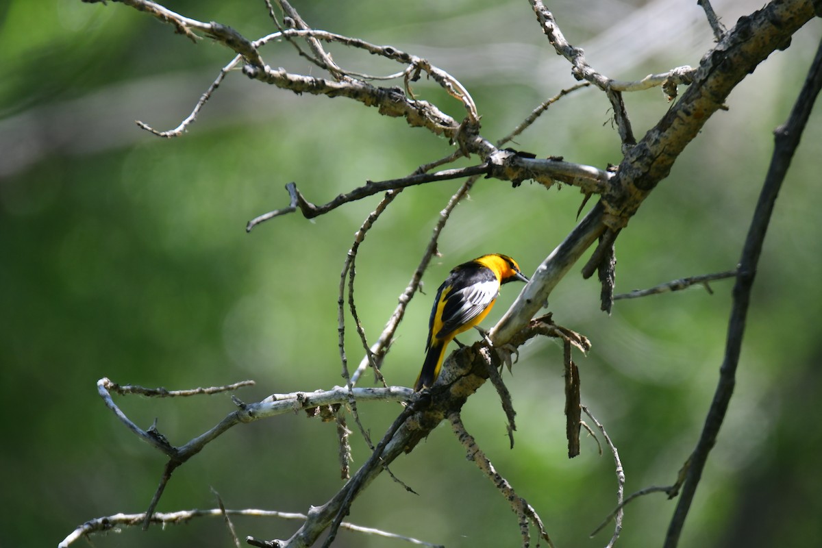 Turpial de Bullock - ML646166081