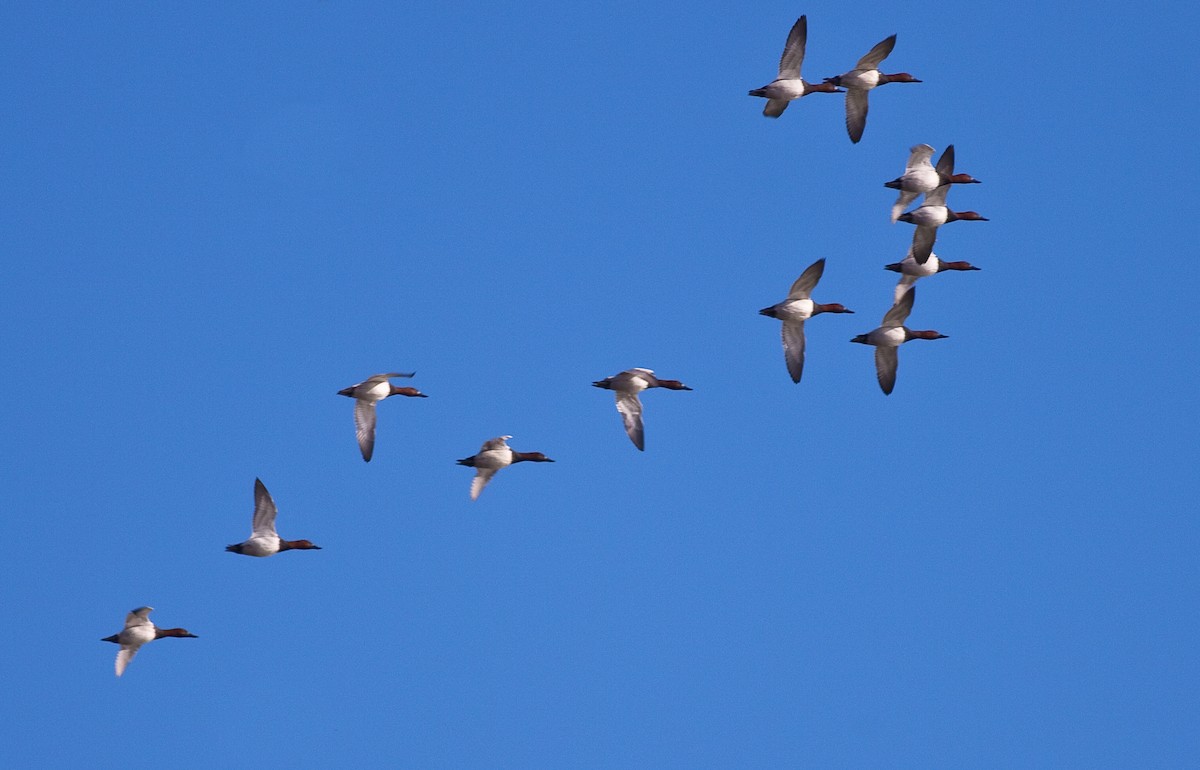 Porrón Coacoxtle - ML646166082