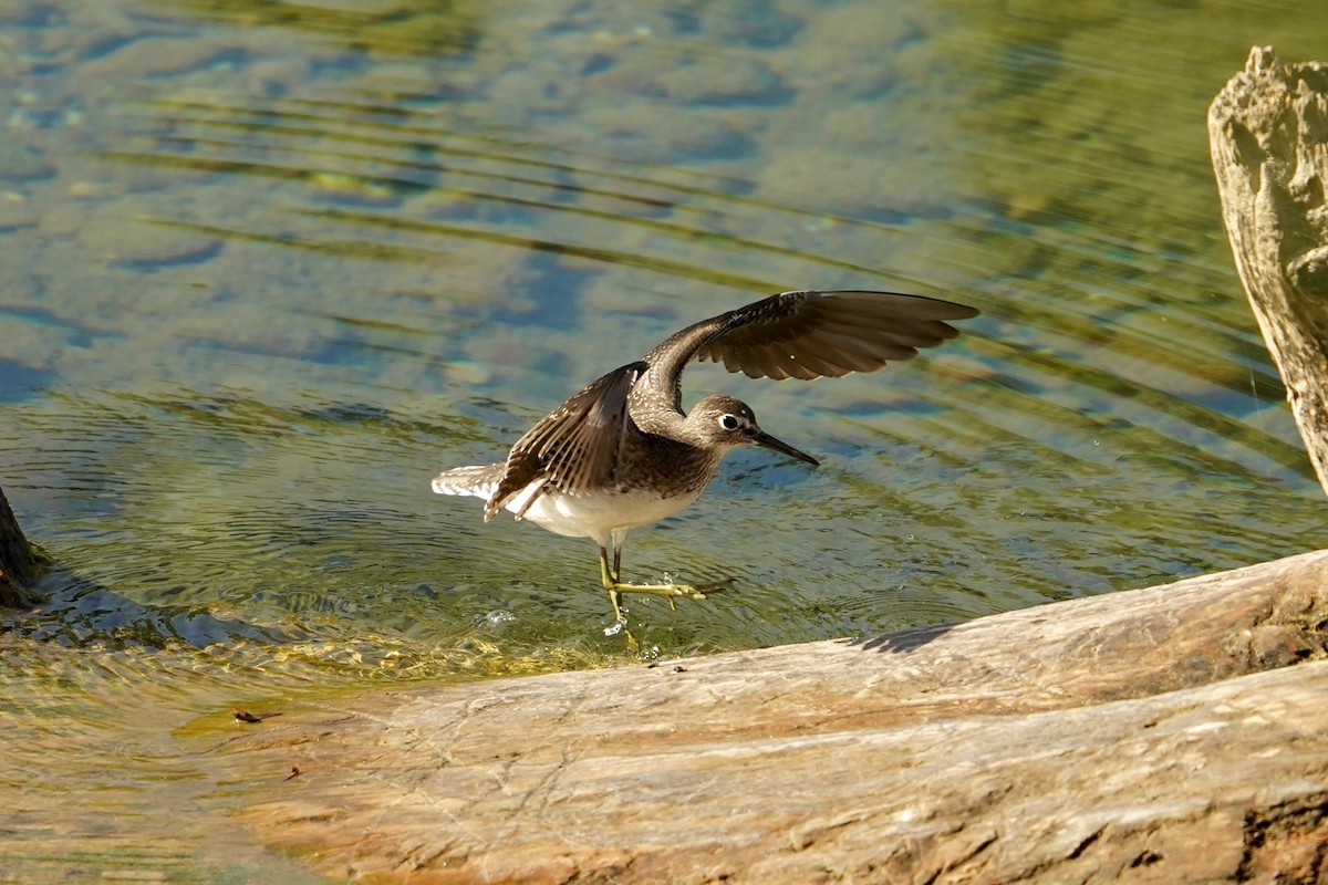 Andarríos Solitario - ML646166084