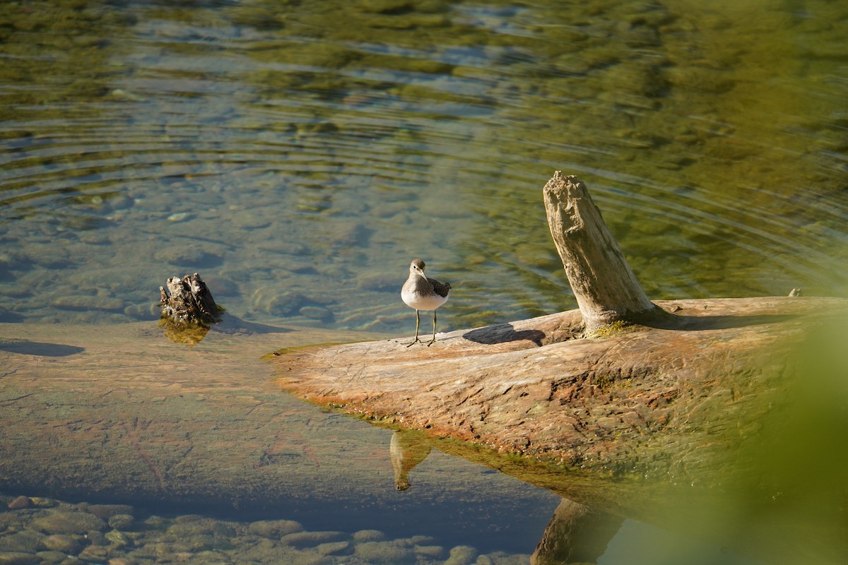 Andarríos Solitario - ML646166085