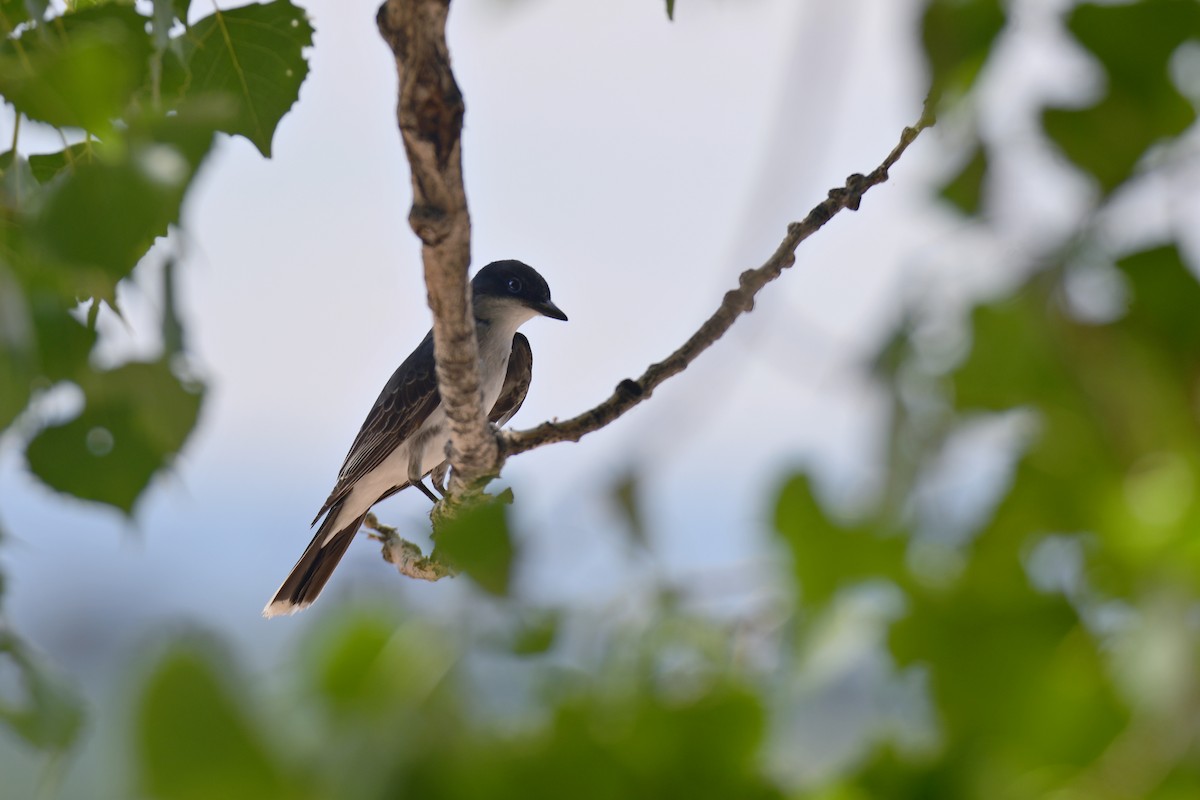 Tirano Oriental - ML646166086