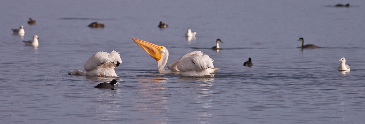 Pelícano Norteamericano - ML646166087