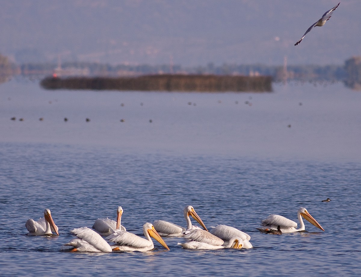 Pelícano Norteamericano - ML646166088