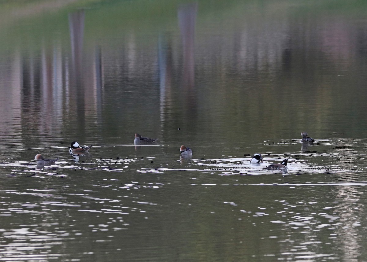 Hooded Merganser - ML646166089
