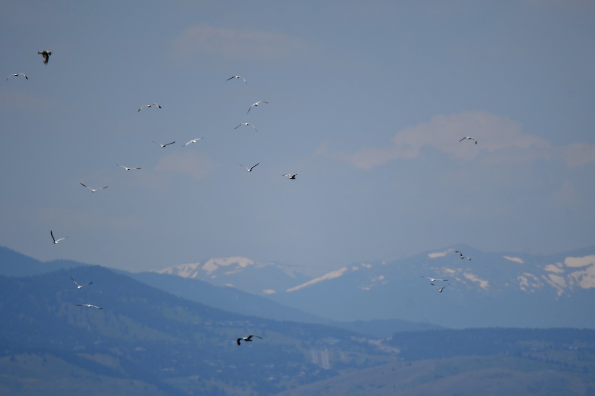 Ring-billed Gull - ML646166091