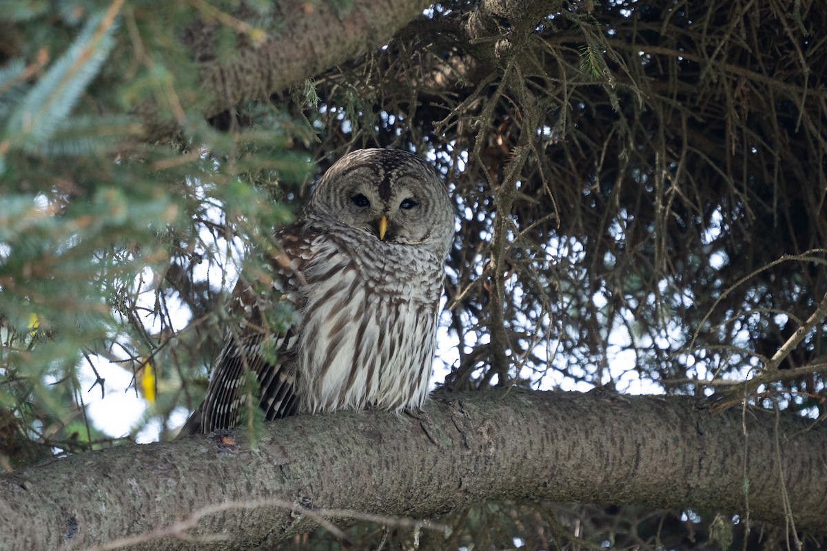 Barred Owl - ML646166094