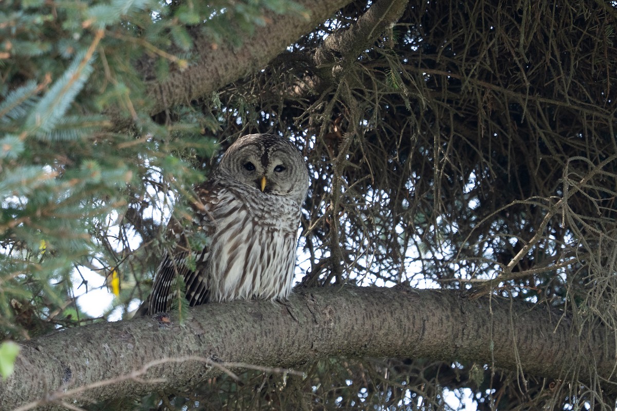 Barred Owl - ML646166095