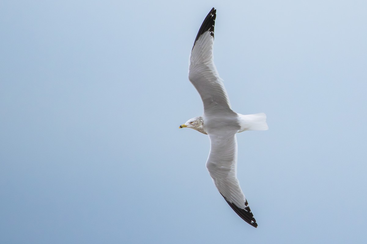 racek kroužkozobý - ML646166097