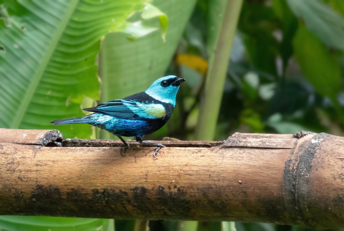 Calliste à cou bleu - ML646166112