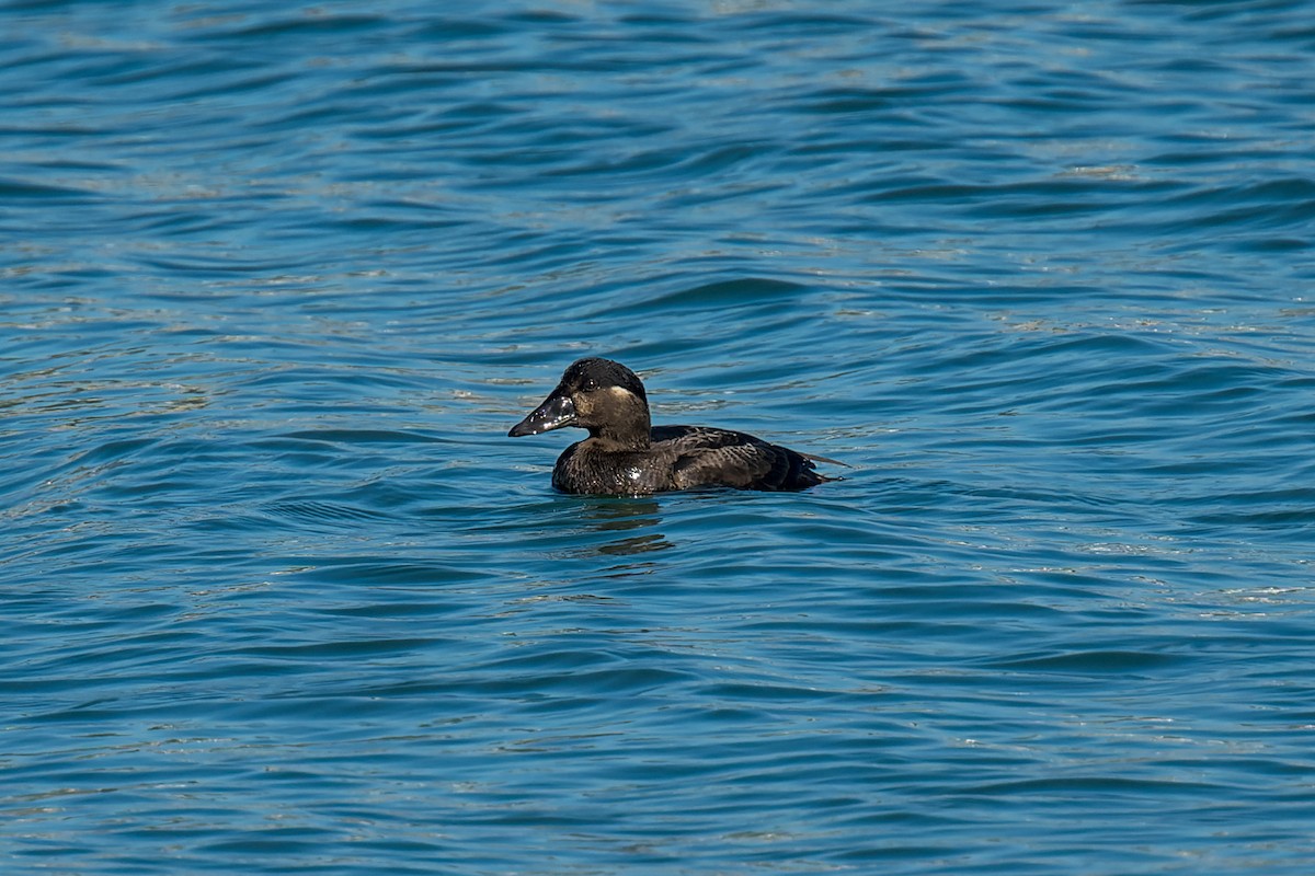 Yamalı Ördek - ML646166118